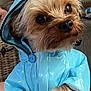 dog, small_dog, raincoat, blue_clothing, hood, pet, cute, fluffy, fur, indoor, hand, button, closeup, portrait, animal, domestic_animal, looking, shiny, wet_look, curious