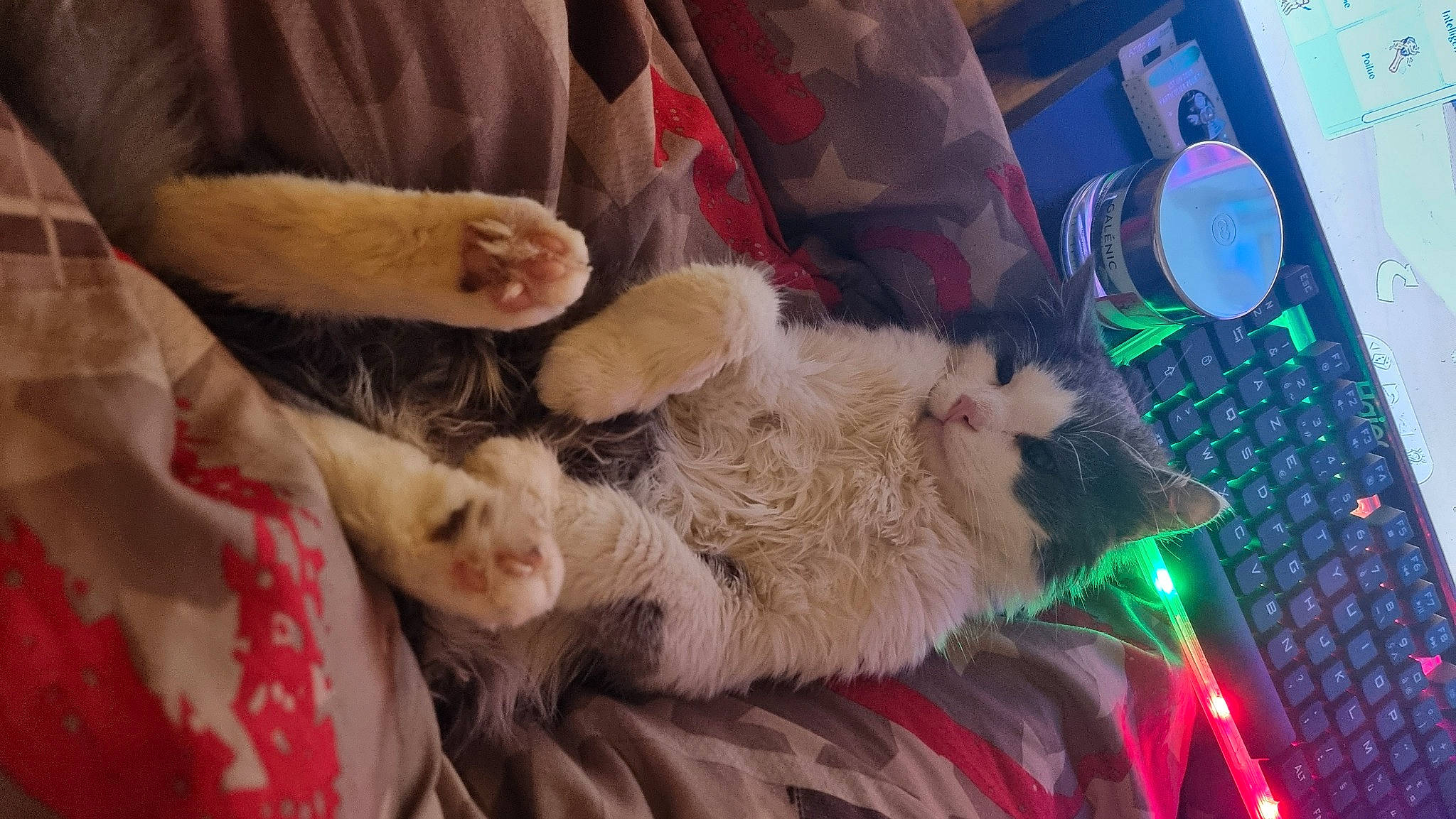 Litchi participe au concours pour gagner de l'argent avec cette photo : canidae, carnivore, cat, claw, comfort, dog_breed, domestic_short_haired_cat, event, fawn, felidae, fur, lap, nap, paw, small_to_medium_sized_cats, snout, sporting_group, tail, whiskers