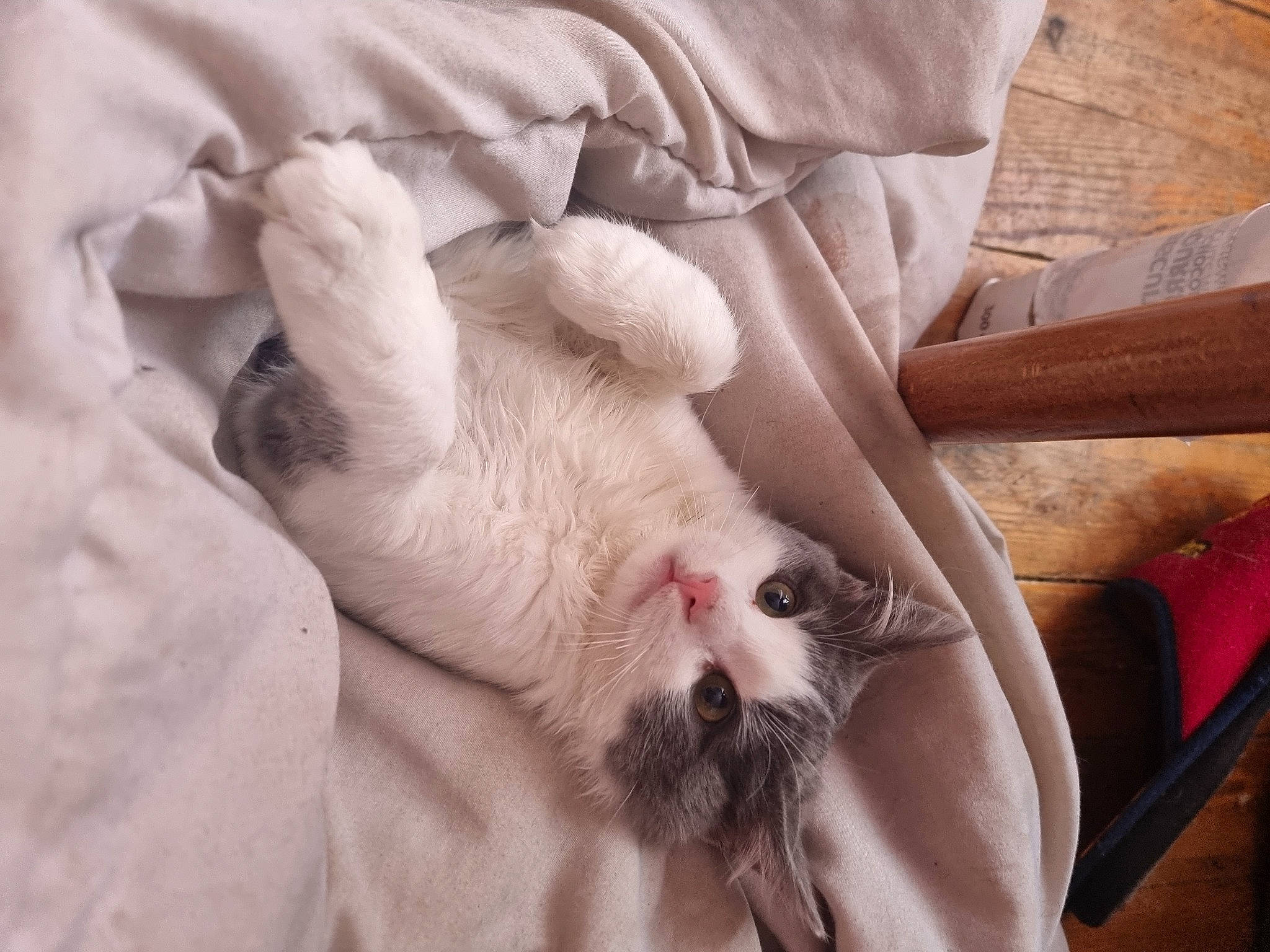 Litchi a rejoint le concours — aidez-le/la à gagner de superbes lots ! canidae, carnivore, cat, claw, comfort, domestic_short_haired_cat, fang, fawn, felidae, foot, fur, linens, nail, nap, paw, small_to_medium_sized_cats, snout, tail, whiskers, wood