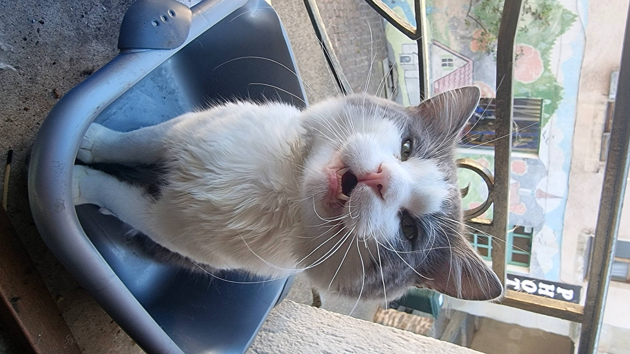 Litchi a rejoint le concours — aidez-le/la à gagner de superbes lots ! animal_shelter, carnivore, cat, claw, collar, domestic_short_haired_cat, fang, fawn, felidae, fur, paw, pet_supply, small_to_medium_sized_cats, snout, tail, whiskers, window