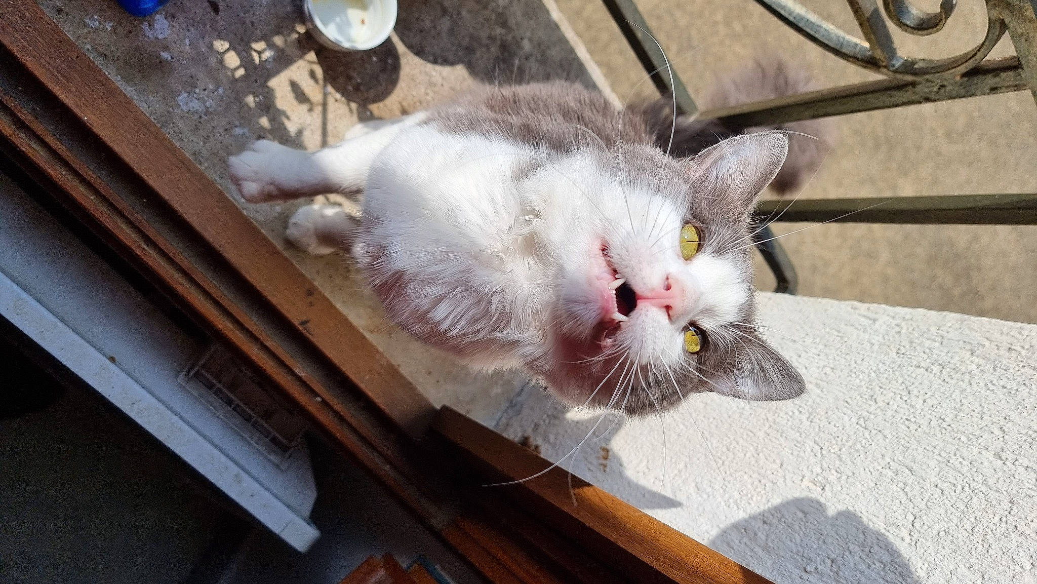 Litchi a rejoint le concours — aidez-le/la à gagner de superbes lots ! carnivore, cat, claw, domestic_short_haired_cat, eye, felidae, flooring, flower, fur, hardwood, paw, plant, small_to_medium_sized_cats, tail, whiskers, wood