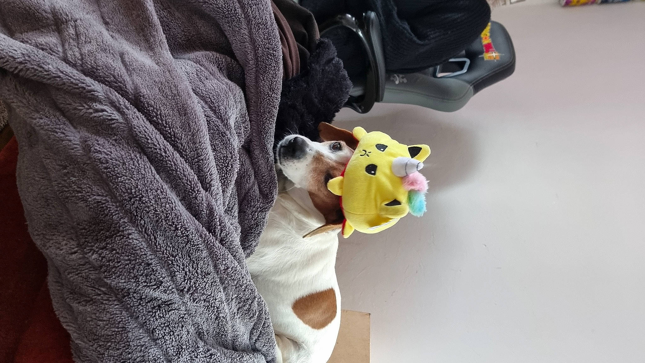 Lucky participe au concours pour gagner de l'argent avec cette photo : audio_equipment, canidae, carnivore, comfort, companion_dog, dog, dog_breed, dog_clothes, felidae, fur, plush, selfie, sleeve, small_to_medium_sized_cats, snout, sporting_group, stuffed_toy, teddy_bear, toy, whiskers