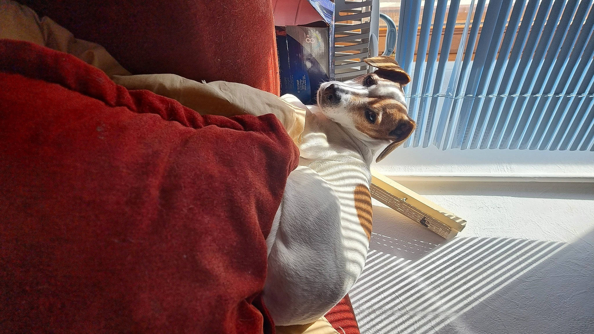 Lucky participe au concours pour gagner de l'argent avec cette photo : carmine, carnivore, comfort, companion_dog, dog_breed, fawn, felidae, flooring, foot, fur, hardwood, human_leg, knee, linens, musical_instrument, pillow, room, small_to_medium_sized_cats, whiskers, wood