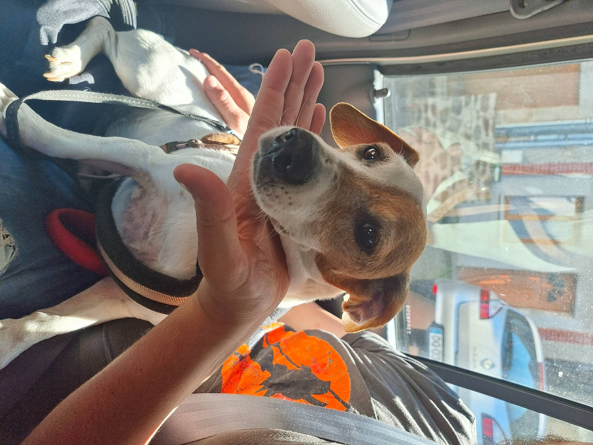 Lucky a rejoint le concours — aidez-le/la à gagner de superbes lots ! canidae, carnivore, companion_dog, dog, dog_breed, ear, eyewear, fawn, fun, fur, goggles, jaw, personal_protective_equipment, selfie, snout, sporting_group, sunglasses, travel, vision_care, working_animal