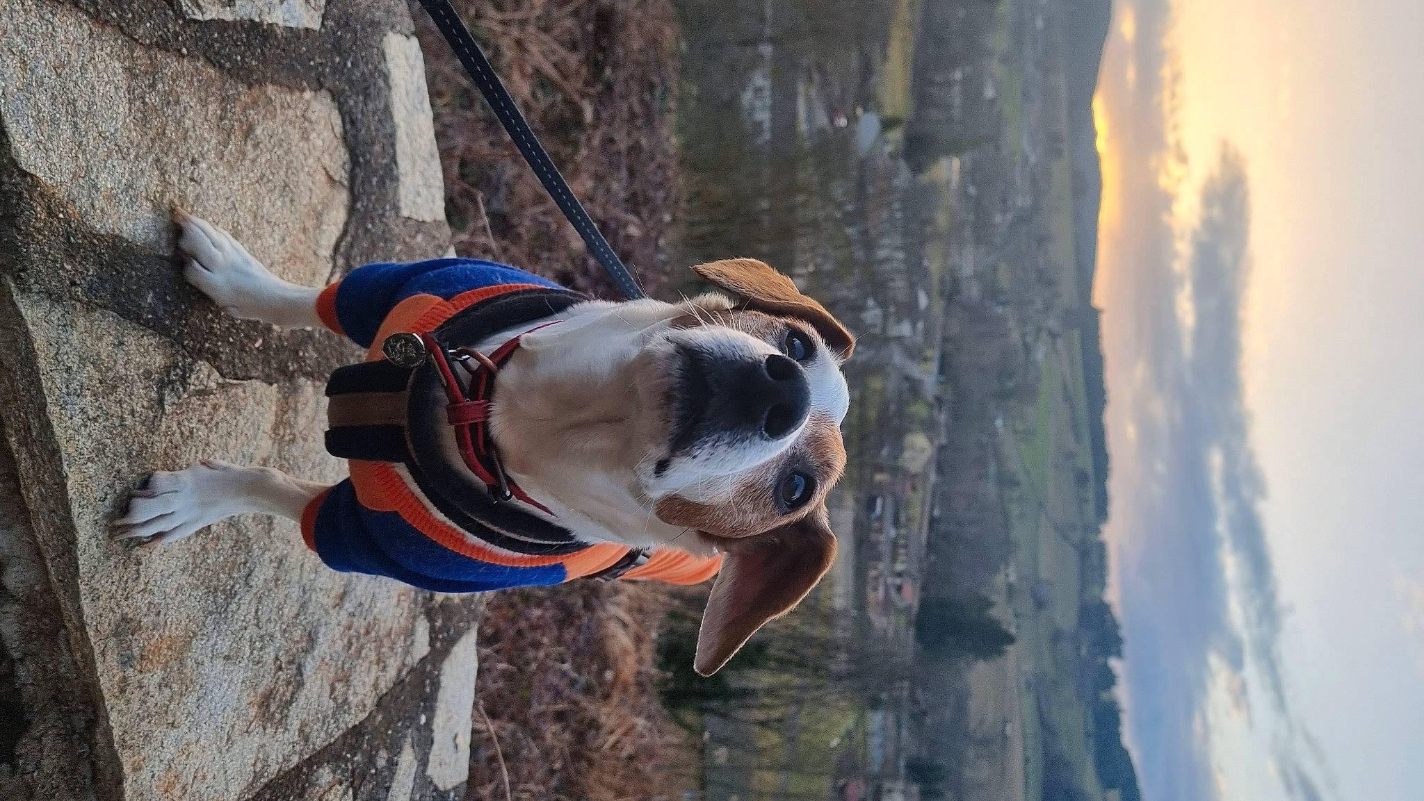 Lucky participe au concours pour gagner de l'argent avec cette photo : canidae, carnivore, cloud, collar, companion_dog, dog, dog_breed, dog_collar, dog_supply, electric_blue, fawn, leash, pet_supply, sky, snout, sporting_group, tree, water, wood, working_animal