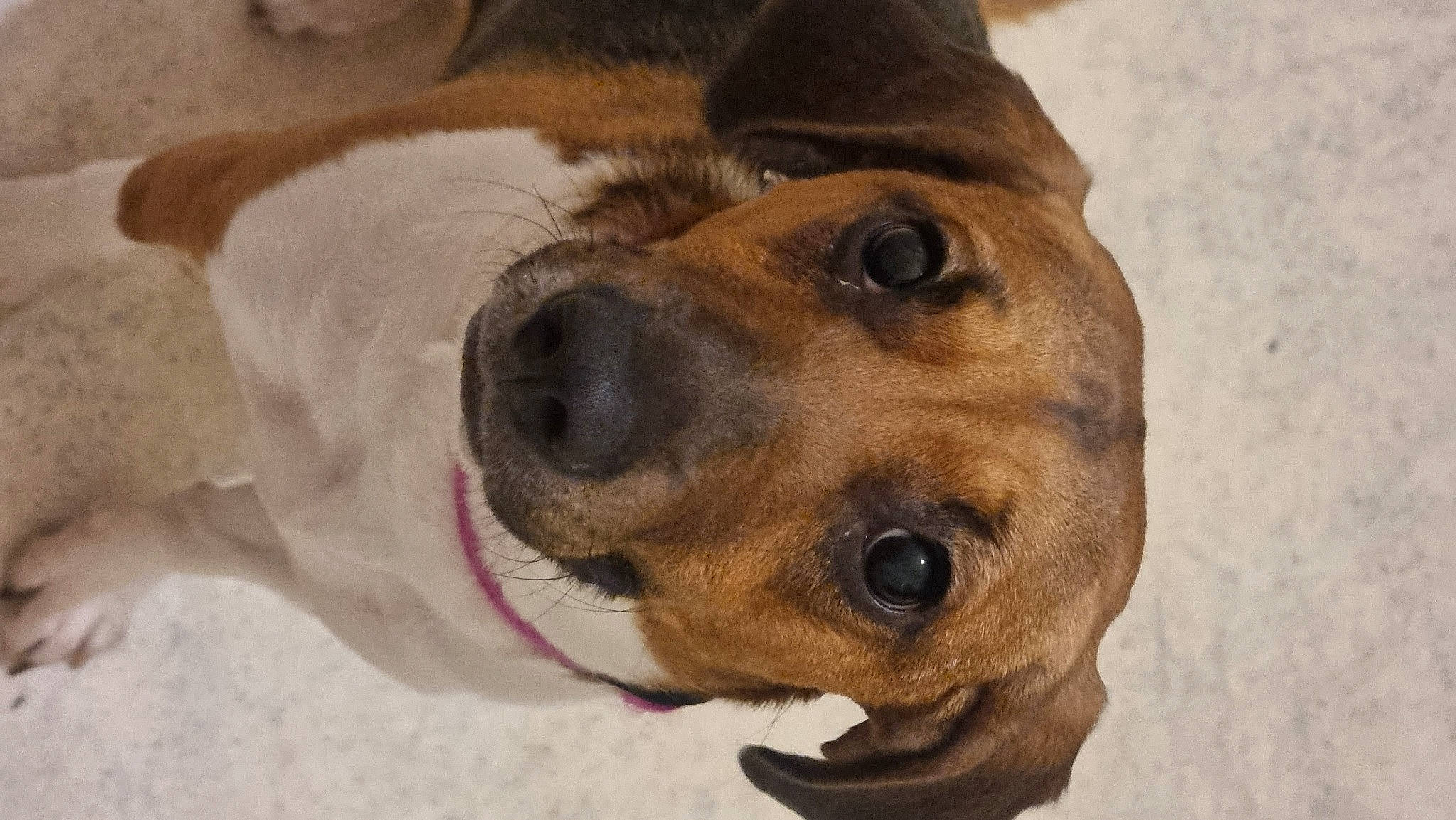 Zelda a rejoint le concours — aidez-le/la à gagner de superbes lots ! carnivore, collar, companion_dog, dog, dog_breed, dog_collar, dog_supply, ear, fawn, fur, guard_dog, hound, paw, pet_supply, scent_hound, snout, street_dog, whiskers, working_animal, working_dog