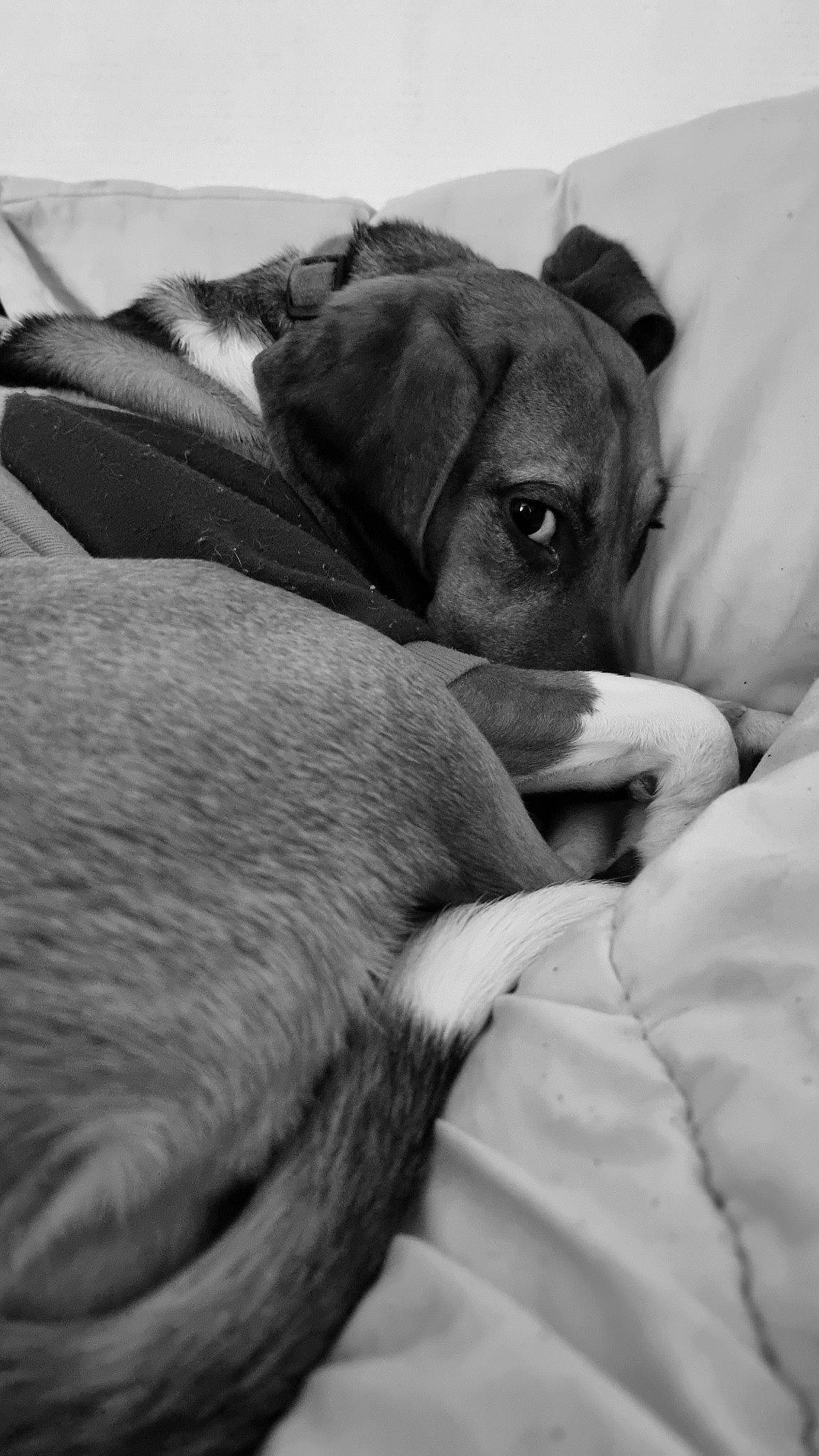 Zelda participe au concours pour gagner de l'argent avec cette photo : bored, canidae, carnivore, comfort, companion_dog, dog, dog_breed, ear, fawn, fur, grey, linens, monochrome, monochrome_photography, snout, sporting_group, toy_dog, whiskers, working_animal, wrinkle