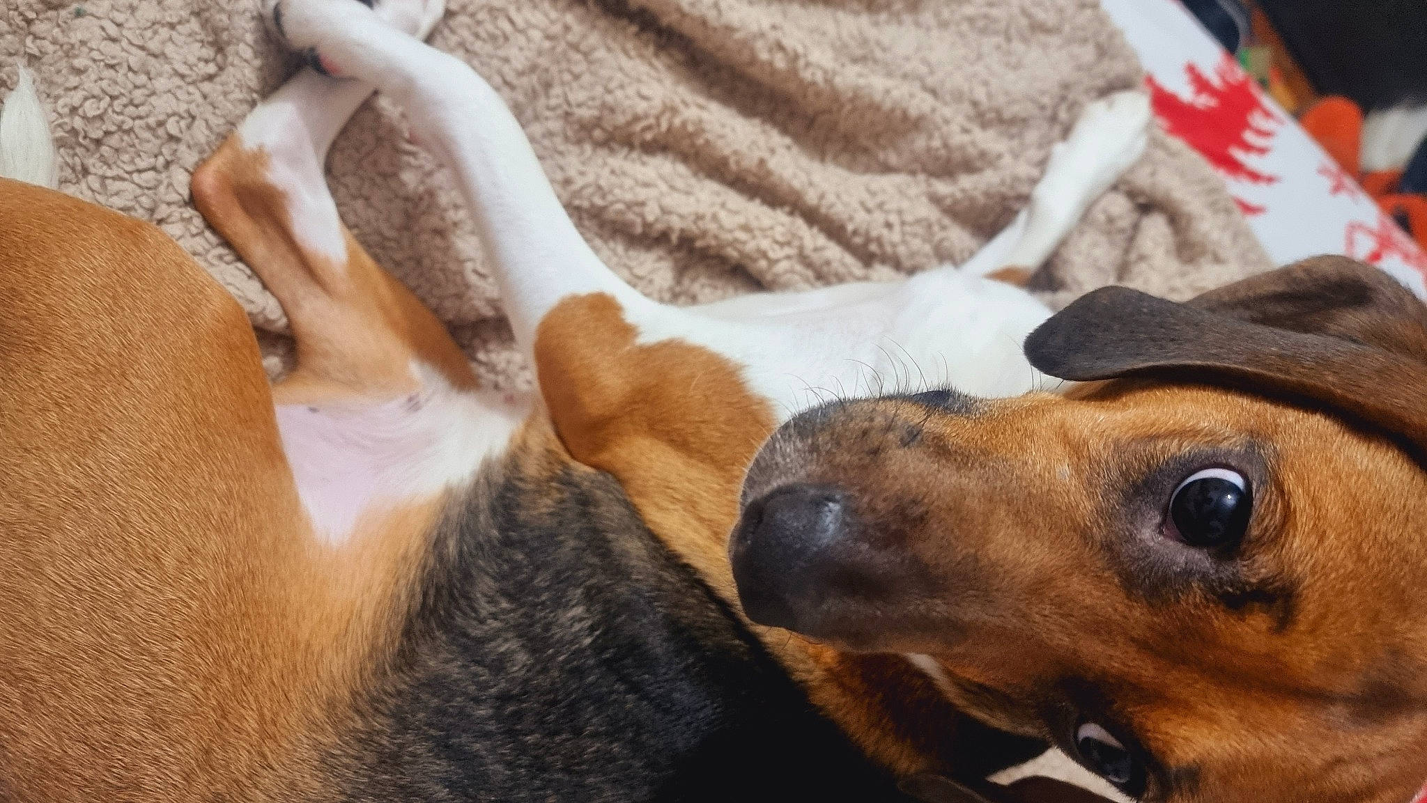 Zelda participe au concours pour gagner de l'argent avec cette photo : beagle, canidae, carnivore, comfort, companion_dog, dog, dog_breed, ear, fawn, fur, hound, nap, paw, puppy, puppy_love, scent_hound, snout, sporting_group, whiskers, working_animal