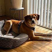 Milo joined the competition — help win amazing prizes! dog, dog_bed, wooden_floor, window, vertical_blinds, sunlight, indoor, plant_stand, planter, harness, relaxed, brown_coat, white_coat, pet, flooring, shadow, domestic, houseplant, resting, animal