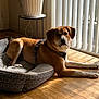 dog, dog_bed, wooden_floor, window, vertical_blinds, sunlight, indoor, plant_stand, planter, harness, relaxed, brown_coat, white_coat, pet, flooring, shadow, domestic, houseplant, resting, animal
