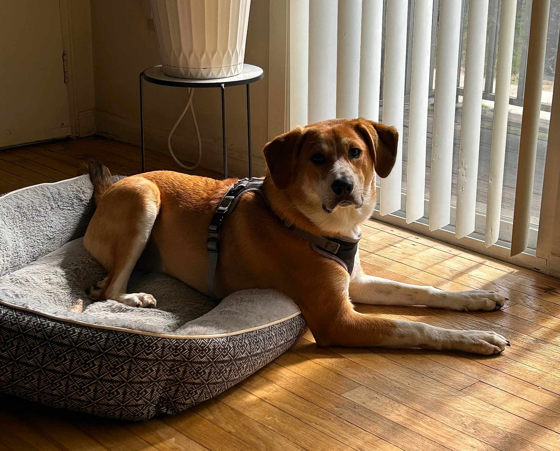 Milo joined the competition — help win amazing prizes! dog, dog_bed, wooden_floor, window, vertical_blinds, sunlight, indoor, plant_stand, planter, harness, relaxed, brown_coat, white_coat, pet, flooring, shadow, domestic, houseplant, resting, animal