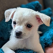 Daisy joined the competition — help win amazing prizes! adorable, animal, blanket, blue_blanket, close_up, cute, dog, ears, face, fluffy, fur, indoors, nose, pet, puppy, resting, small_dog, soft_texture, white_fur, young_dog