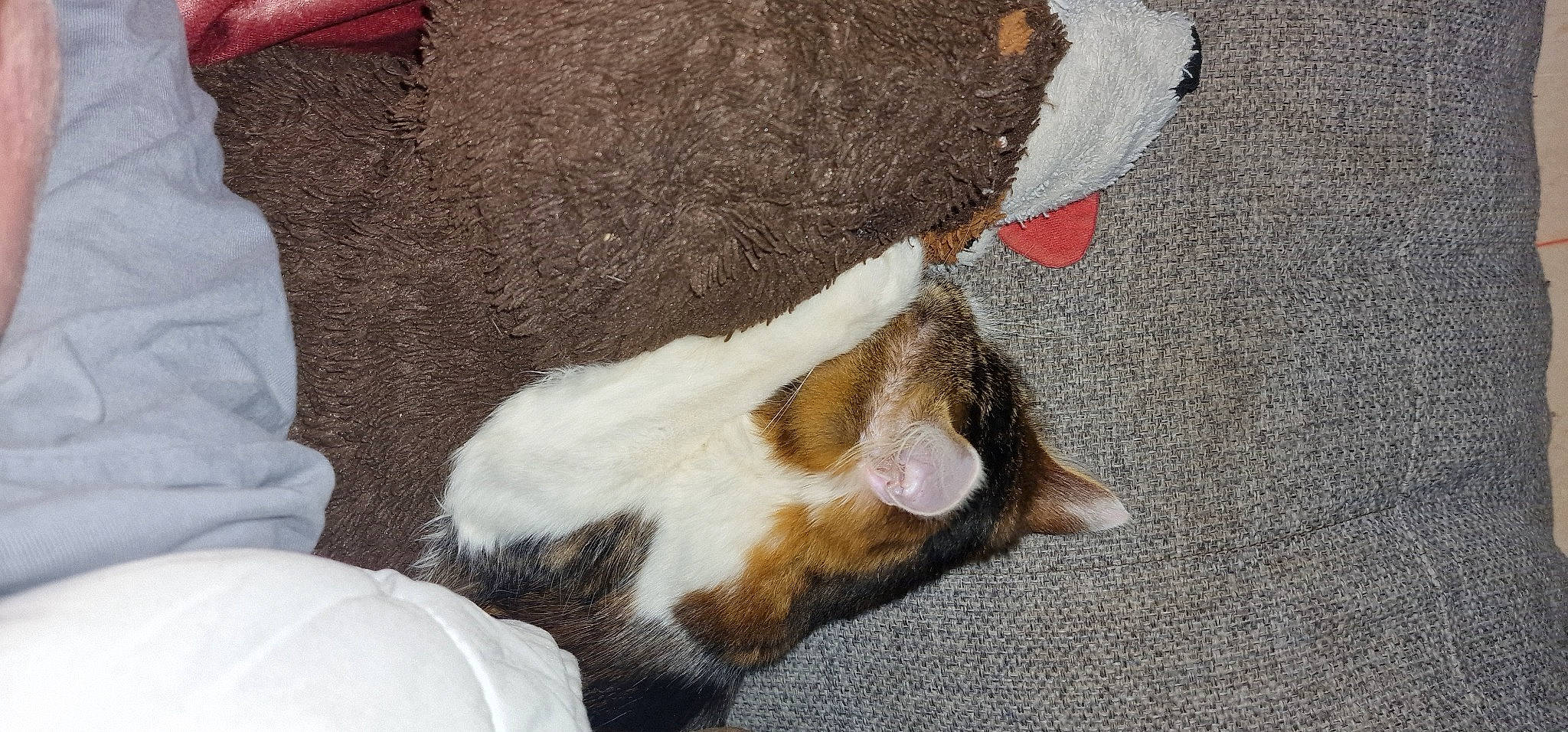 Prunelle a rejoint le concours — aidez-le/la à gagner de superbes lots ! asphalt, canidae, carnivore, cat, claw, companion_dog, concrete, dog_breed, domestic_short_haired_cat, fawn, felidae, foot, fur, human_leg, paw, road_surface, small_to_medium_sized_cats, sporting_group, tail, whiskers