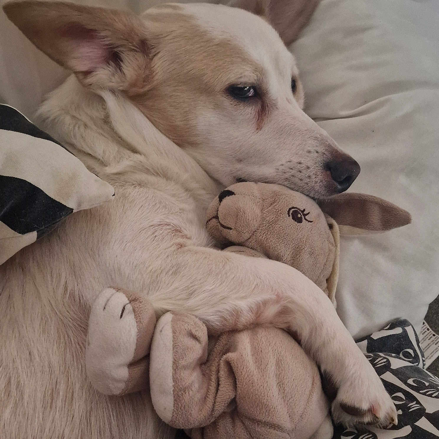 Loulou a rejoint le concours — aidez-le/la à gagner de superbes lots ! animal, bed, beige, comfort, cozy, cuddle, cute, dog, fur, indoors, kangaroo, pet, pillow, plush_toy, relaxed, resting, sleepy, snuggling, soft, white