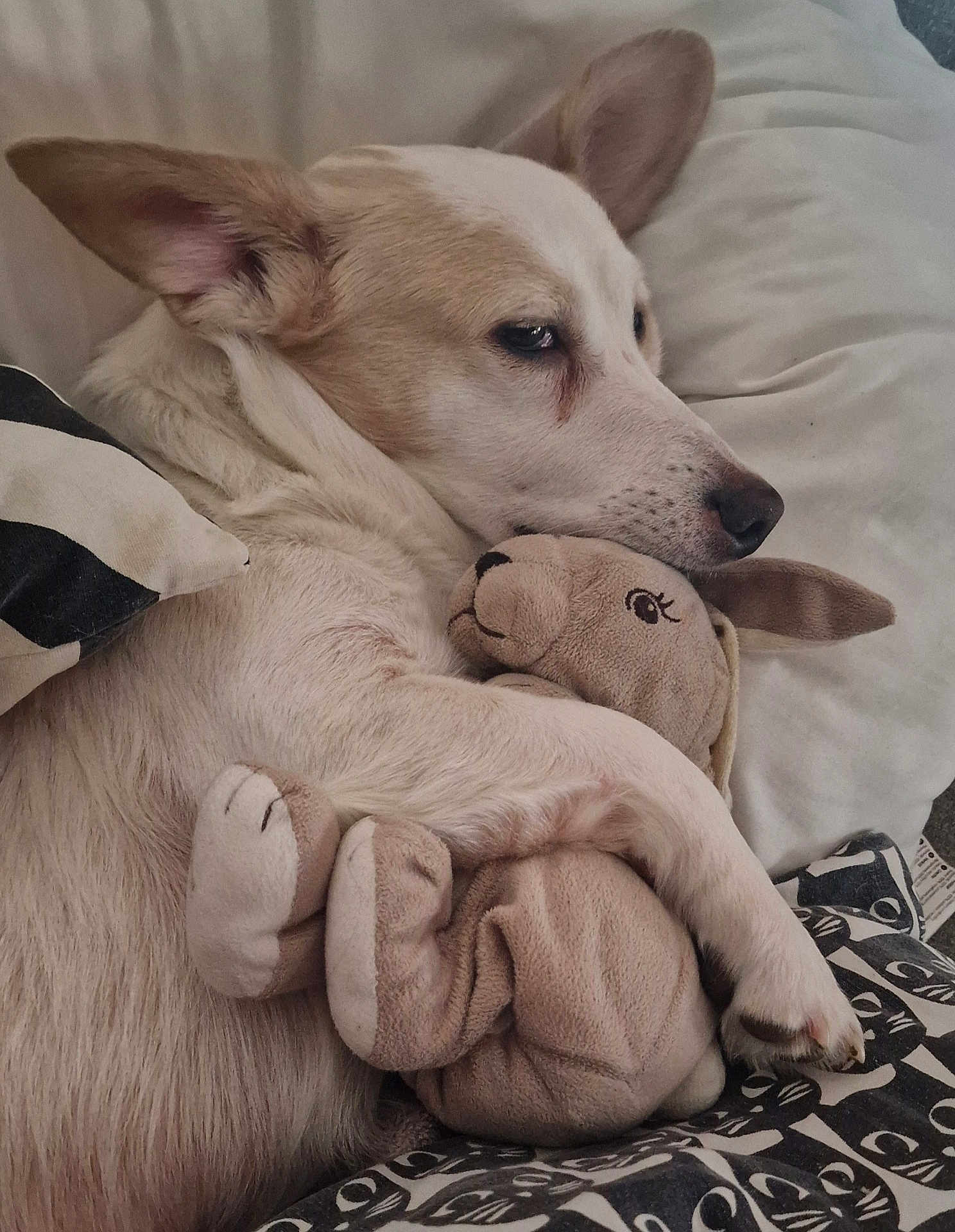 Loulou a rejoint le concours — aidez-le/la à gagner de superbes lots ! dog, plush_toy, kangaroo, bed, pillow, cozy, snuggling, relaxed, animal, pet, fur, cute, resting, indoors, comfort, sleepy, white, beige, soft, cuddle