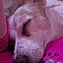 Loulou participe au concours pour gagner de l'argent avec cette photo : dog, sleeping, close_up, ear, pink, cartoon_print, cozy, indoor, pet, rest, animal, fur, snout, relaxation, comfort, blanket, portrait, cute, peaceful, domestic