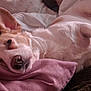 Loulou participe au concours pour gagner de l'argent avec cette photo : dog, blanket, resting, pet, fur, sleepy, cozy, indoor, comfort, relaxation, canine, soft, pink_blanket, brown_blanket, laying_down, cute, animal, snuggle, domestic_animal, ear