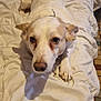 dog, white_dog, pet, indoor, blanket, bed, pillow, floor_tiles, looking_up, cozy, fur, animal, canine, resting, ears, face, paw, snout, domestic_animal, comfort