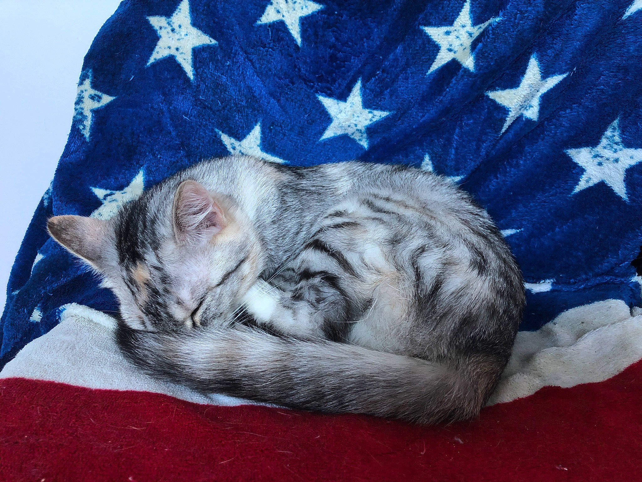 Tymon a rejoint le concours — aidez-le/la à gagner de superbes lots ! american_shorthair, asian, california_spangled, carnivore, cat, cat_bed, domestic_short_haired_cat, dragon_li, egyptian_mau, european_shorthair, felidae, fur, kitten, nap, ocicat, pixie_bob, sleep, small_to_medium_sized_cats, tabby_cat, whiskers