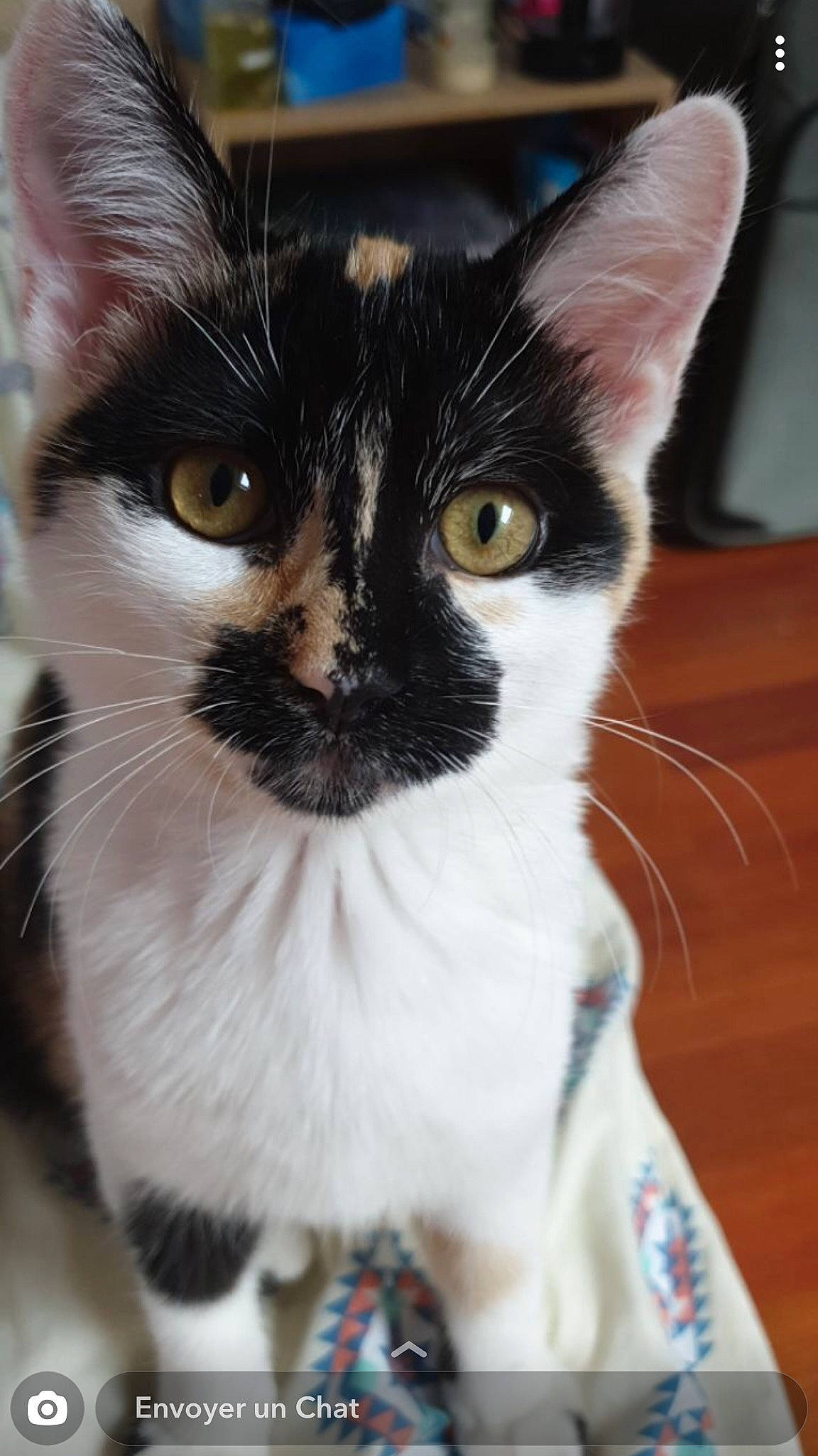 Pumba participe au concours pour gagner de l'argent avec cette photo : aegean_cat, american_wirehair, asian, balinese, carnivore, cat, domestic_short_haired_cat, felidae, german_rex, javanese, kitten, mammal, ojos_azules, oriental_longhair, polydactyl_cat, small_to_medium_sized_cats, snout, thai, vertebrate, whiskers