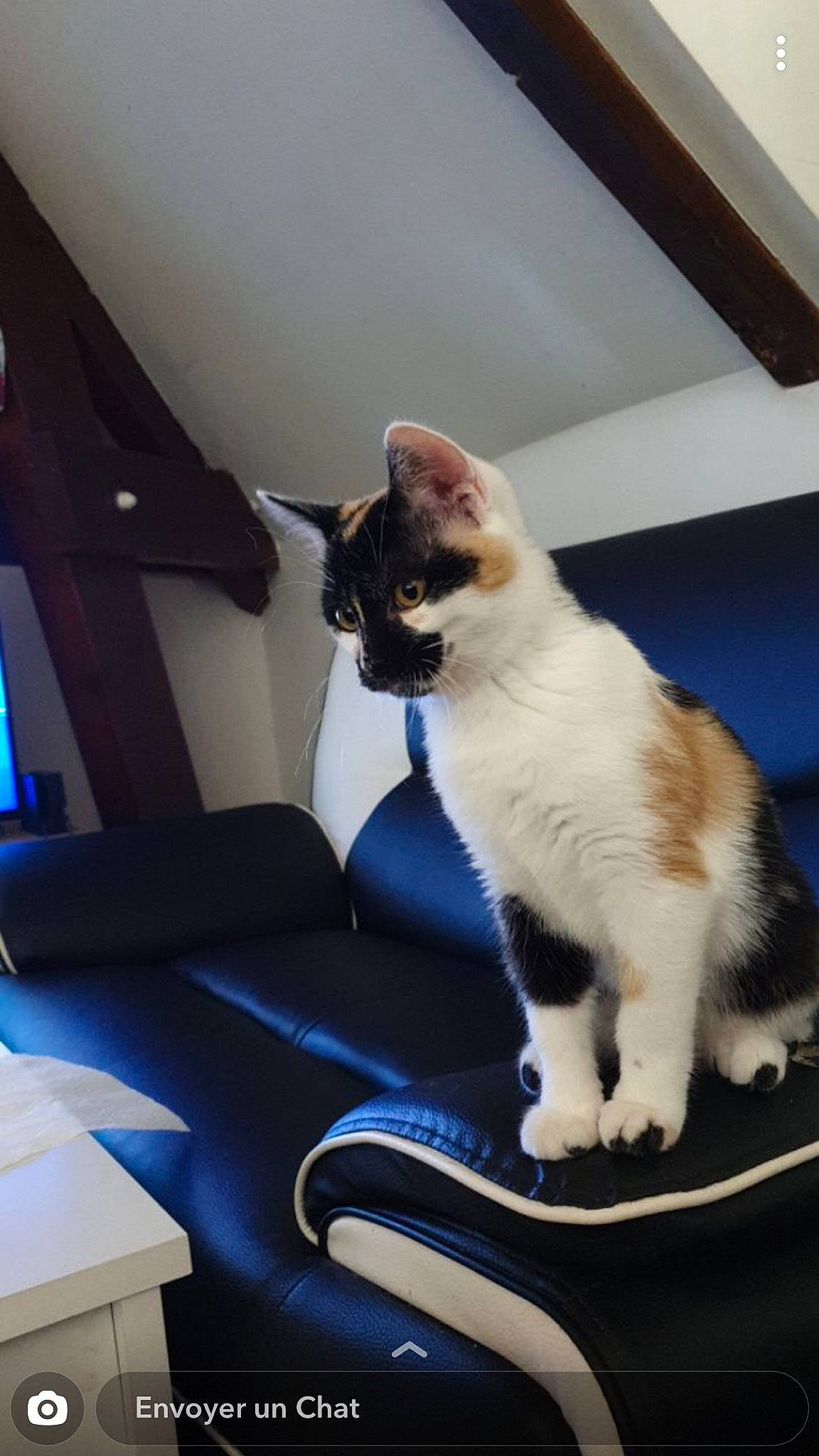 Pumba participe au concours pour gagner de l'argent avec cette photo : balinese, carnivore, cat, fawn, felidae, fur, kitten, mammal, polydactyl_cat, small_to_medium_sized_cats, whiskers