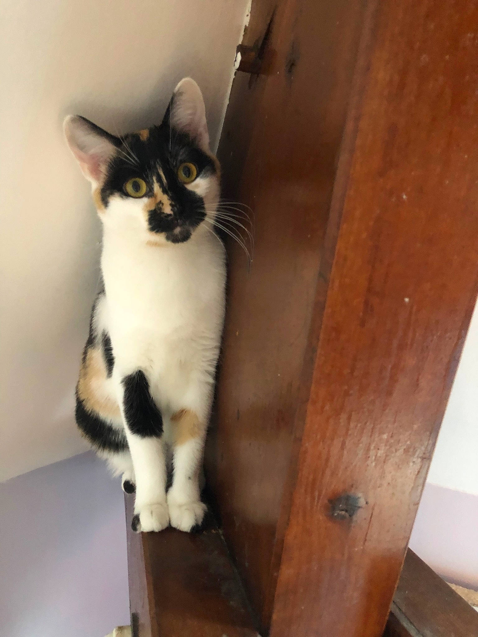 Pumba participe au concours pour gagner de l'argent avec cette photo : aegean_cat, american_wirehair, carnivore, cat, domestic_short_haired_cat, european_shorthair, fawn, felidae, kitten, mammal, ojos_azules, polydactyl_cat, small_to_medium_sized_cats, tail, whiskers