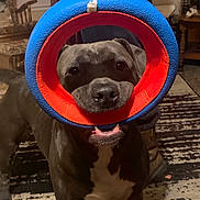 Boss is registered to the contest to win money with this photo: dog, toy, indoor, black_dog, white_chest, circle_toy, curious, pet, carpet, furniture, home, playful, animal, mouth, snout, close_up, canine, domestic, floor, person_legs