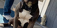 Boss joined the competition — help win amazing prizes! dog, canine, pet, porch, wooden_floor, collar, person, jeans, shirt, statue, lion_statue, outdoor, daylight, paw, sitting, looking_at_camera, closeup, home, animal, mammal
