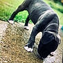 puppy, dog, black_dog, white_paws, silver_collar, chain_collar, outdoor, wet_surface, concrete, grass, young_dog, curious, sniffing, animal, pet, canine, nature, playful, closeup, daylight