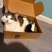 Elsa joined the competition — help win amazing prizes! animal, blue_wall, box, brown_fur, cardboard_box, cat, ears, eyes, floor, home, indoors, lying_down, open_box, pet, portrait, sitting, tabby, whiskers, white_fur, wood_floor