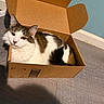animal, blue_wall, box, brown_fur, cardboard_box, cat, ears, eyes, floor, home, indoors, lying_down, open_box, pet, portrait, sitting, tabby, whiskers, white_fur, wood_floor