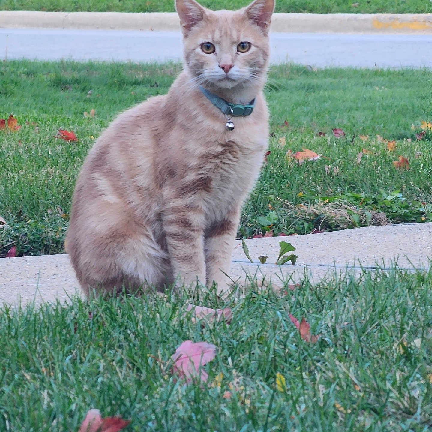 Turkey is registered to the contest to win money with this photo: alert, animal, bell, cat, collar, daylight, decoration, fall, grass, halloween, lawn, leaf, nature, orange_tabby, outdoor, pet, pumpkin, sidewalk, skeleton_hand, tombstone