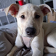 Winter joined the competition — help win amazing prizes! puppy, dog, pet, close_up, indoor, bed, blanket, canine, curious, young, mammal, fur, ears, nose, whiskers, domestic_animal, resting, animal_face, cute, household