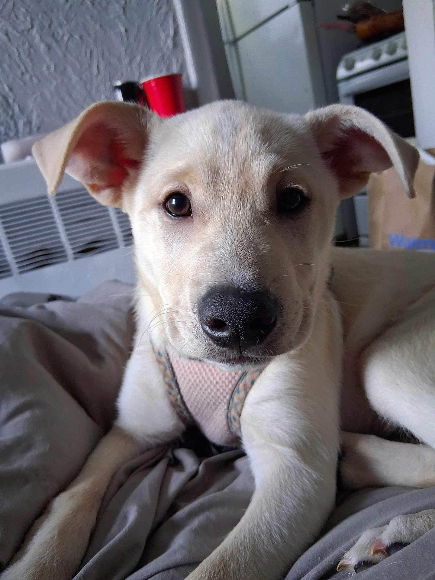 Winter joined the competition — help win amazing prizes! puppy, dog, pet, close_up, indoor, bed, blanket, canine, curious, young, mammal, fur, ears, nose, whiskers, domestic_animal, resting, animal_face, cute, household