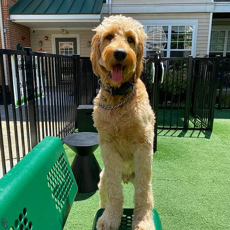 Coby is registered to the contest to win money with this photo: building, canidae, carnivore, collar, companion_dog, dog, dog_breed, dog_collar, dog_supply, door, fence, grass, home_fencing, liver, pet_supply, poodle, snout, terrier, water_dog, window