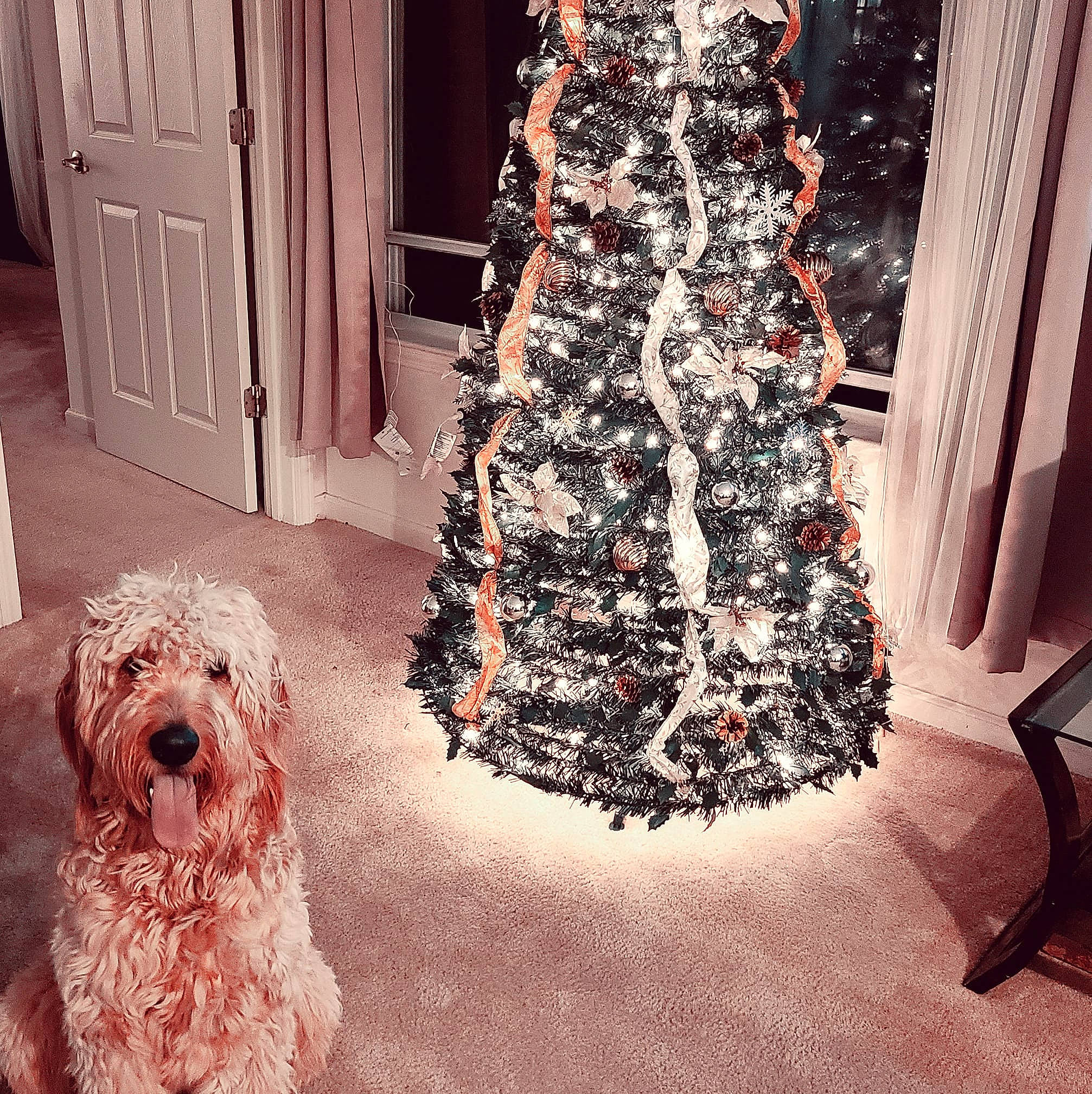 Coby joined the competition — help win amazing prizes! carnivore, christmas, christmas_decoration, christmas_eve, christmas_ornament, christmas_tree, companion_dog, conifer, curtain, dog, dog_breed, door, event, evergreen, holiday, holiday_ornament, ornament, tints_and_shades, toy_dog, wood