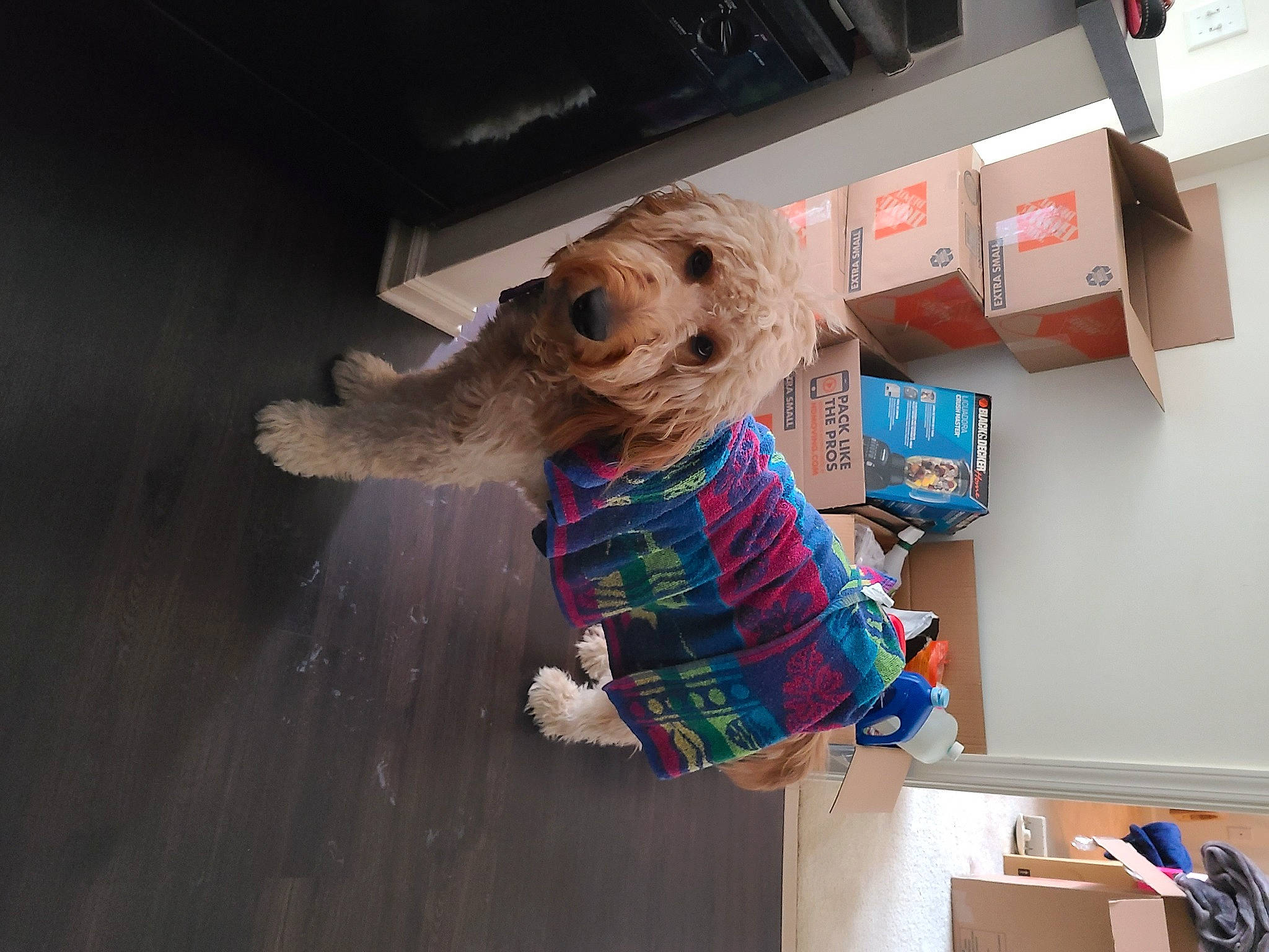 Coby is registered to the contest to win money with this photo: box, carton, companion_dog, doll, fashion_accessory, fawn, fictional_character, flooring, fur, pattern, plush, room, selfie, shipping_box, stuffed_toy, sunglasses, teddy_bear, toy, visual_arts, wood