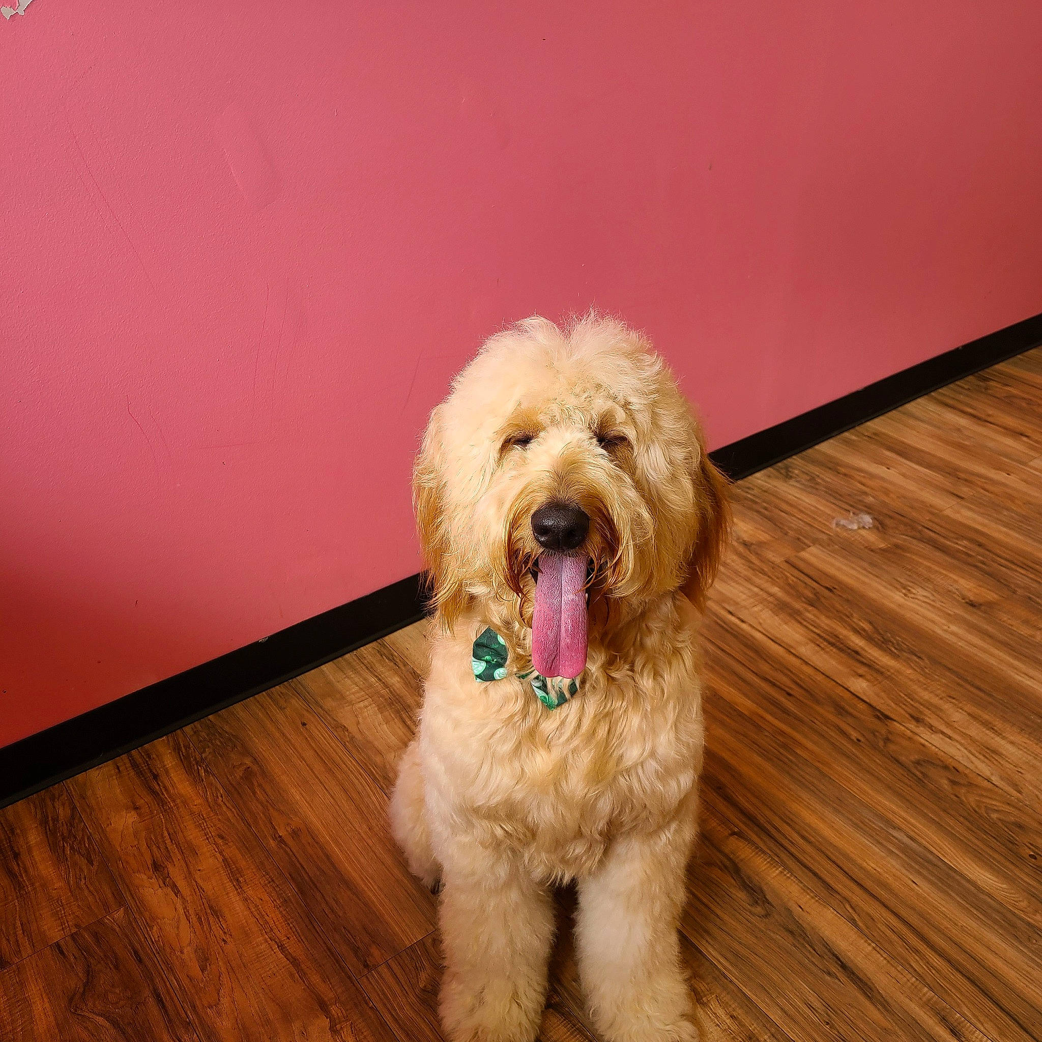 Coby joined the competition — help win amazing prizes! canidae, carnivore, companion_dog, dog, dog_breed, floor, flooring, glasses, hardwood, plank, poodle, snout, sporting_group, terrier, toy_dog, varnish, water_dog, wood, wood_stain, working_animal