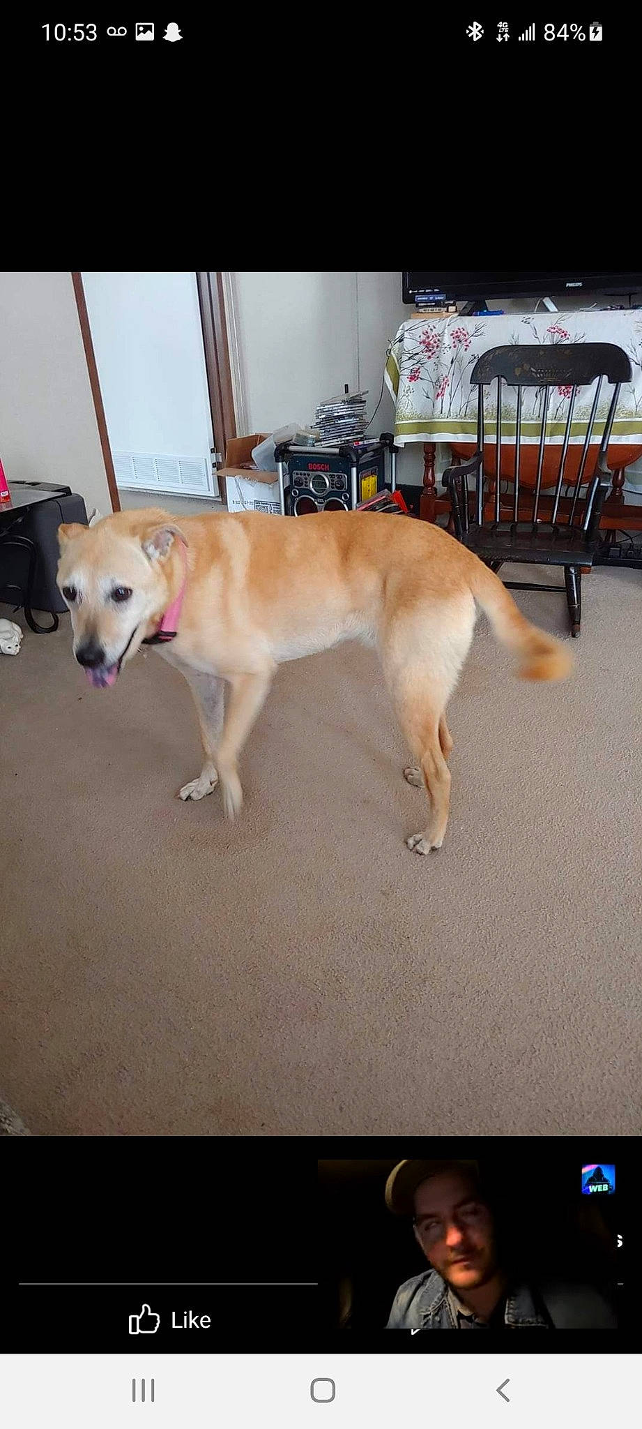 Cocoa joined the competition — help win amazing prizes! carnivore, chair, collar, companion_dog, dog, dog_breed, fawn, flooring, hardwood, non_sporting_group, paw, photo_caption, retriever, sidewalk, street_dog, table, tail, wood, working_animal, working_dog