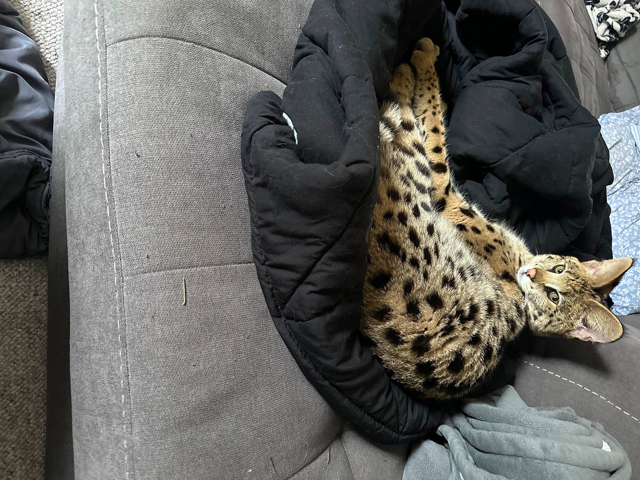 Imani joined the competition — help win amazing prizes! big_cats, carnivore, cat, comfort, domestic_short_haired_cat, felidae, fur, grey, human_leg, jaguar, leopard, linens, military_camouflage, pattern, sleeve, small_to_medium_sized_cats, snow_leopard, tail, terrestrial_animal, whiskers