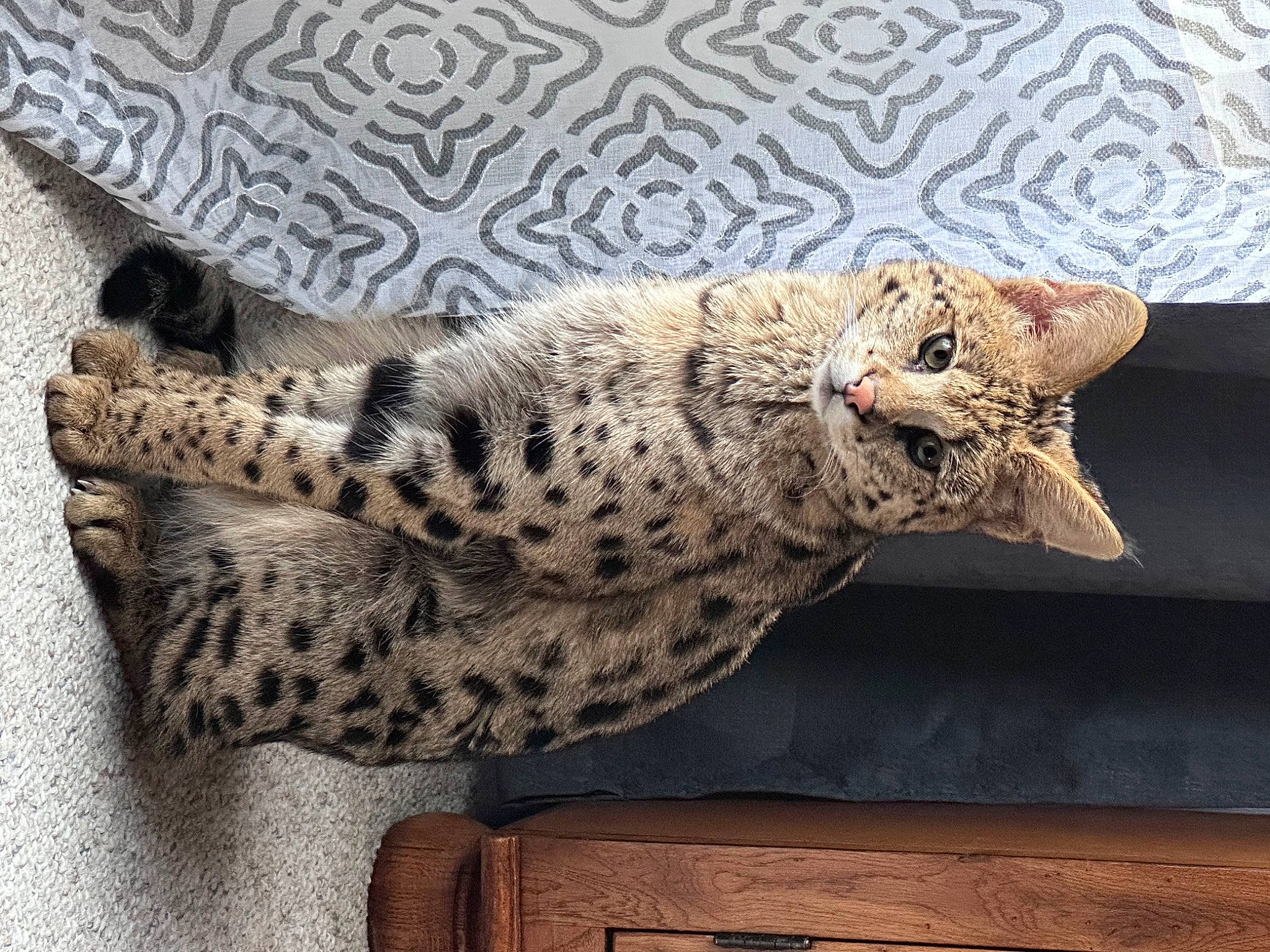 Imani joined the competition — help win amazing prizes! artifact, big_cats, carnivore, cat, cat_supply, comfort, domestic_short_haired_cat, felidae, fur, leopard, linens, pattern, paw, small_to_medium_sized_cats, snout, snow_leopard, tail, terrestrial_animal, whiskers, wood