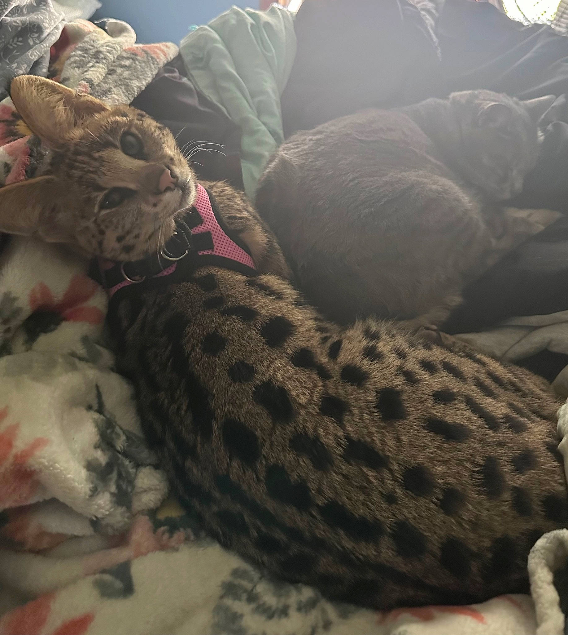Imani is registered to the contest to win money with this photo: bedding, carnivore, cat, comfort, domestic_short_haired_cat, fawn, felidae, fur, human_leg, leopard, linens, military_camouflage, pattern, small_to_medium_sized_cats, tail, terrestrial_animal, tree, whiskers, wildlife, wood