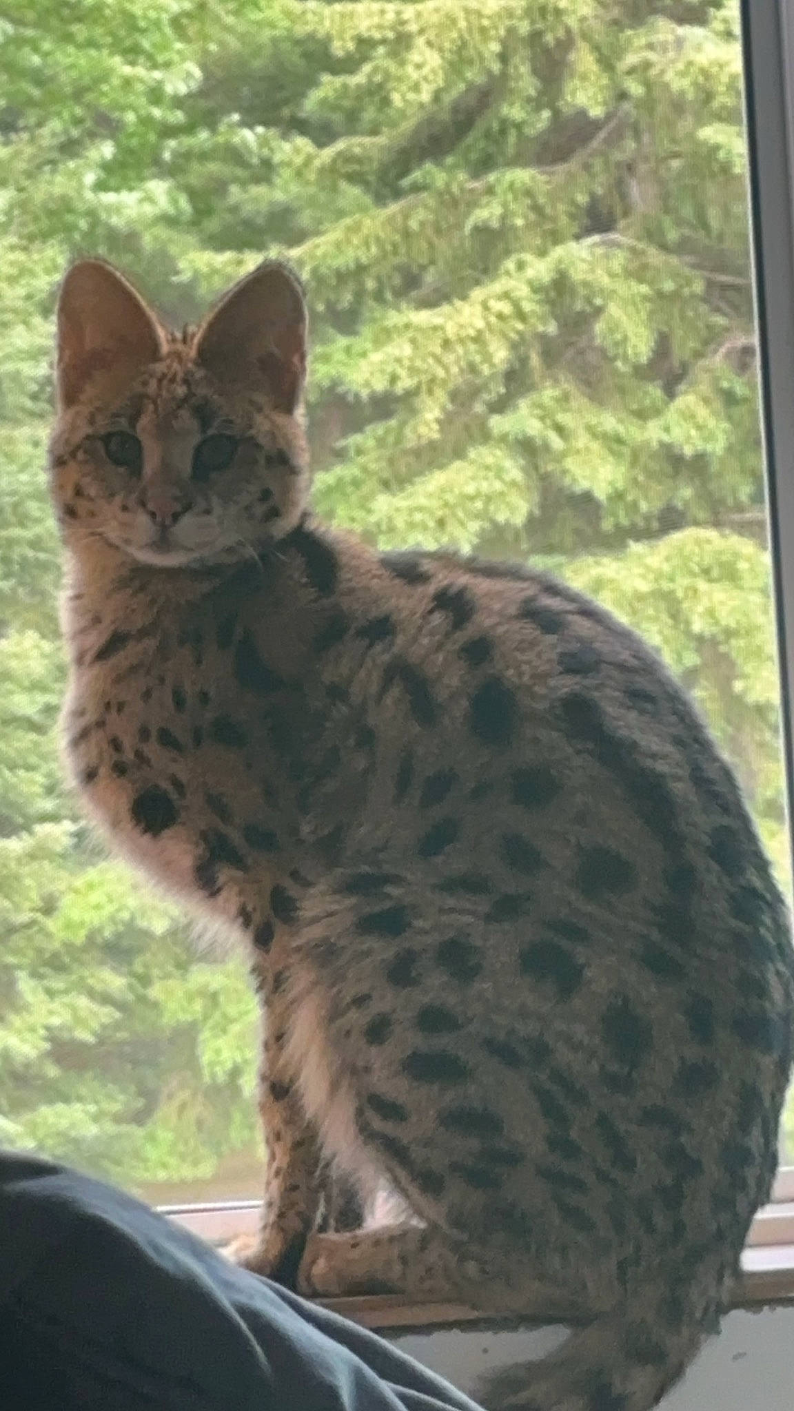 Imani is registered to the contest to win money with this photo: carnivore, cat, domestic_short_haired_cat, felidae, fur, lynx, ocelot, organism, paw, small_to_medium_sized_cats, tail, terrestrial_animal, whiskers, wildlife