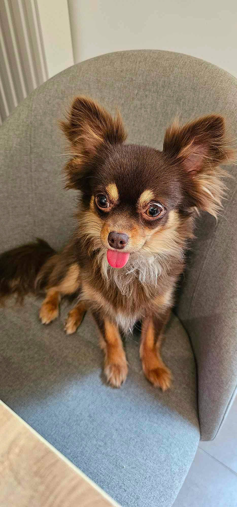 Nala participe au concours pour gagner de l'argent avec cette photo : canidae, carnivore, chihuahua, companion_dog, corgi_chihuahua, dog, dog_breed, dog_supply, ear, fawn, fur, liver, russkiy_toy, snout, sporting_group, sports_equipment, terrestrial_animal, toy_dog, whiskers, working_animal