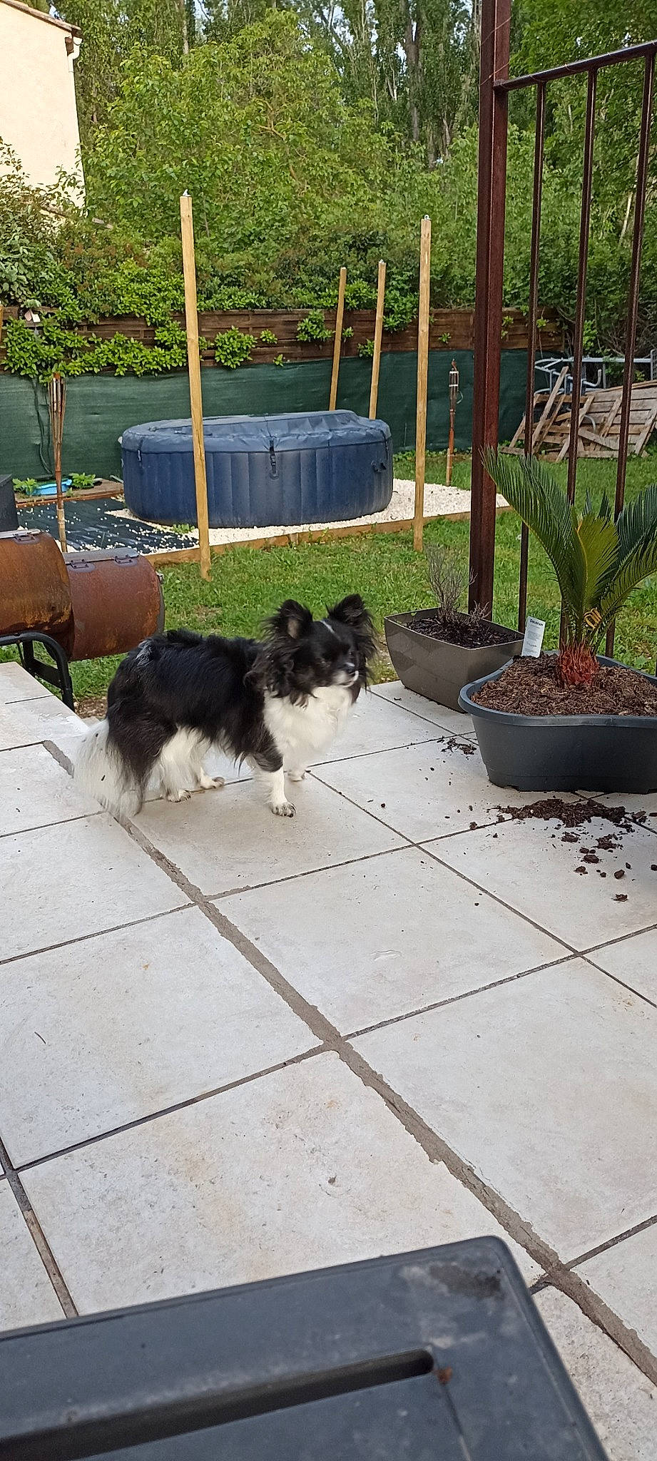 Lilou a rejoint le concours — aidez-le/la à gagner de superbes lots ! border_collie, canidae, carnivore, companion_dog, dog, dog_breed, felidae, flooring, flowerpot, grass, herding_dog, houseplant, outdoor_furniture, plant, shade, small_to_medium_sized_cats, tail, terrestrial_plant, terrier, toy_dog