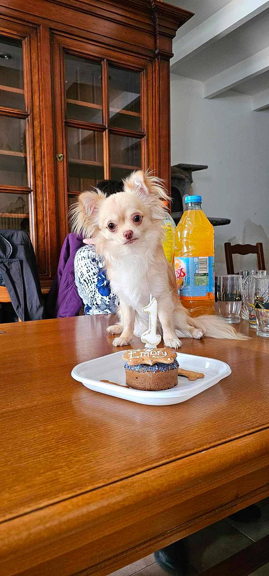 Emory a rejoint le concours — aidez-le/la à gagner de superbes lots ! birthday_cake, canidae, carnivore, chair, companion_dog, desk, dishware, dog, dog_breed, dog_supply, food, plate, porcelain, serveware, sugar_cake, table, tableware, terrier, toy_dog, wood