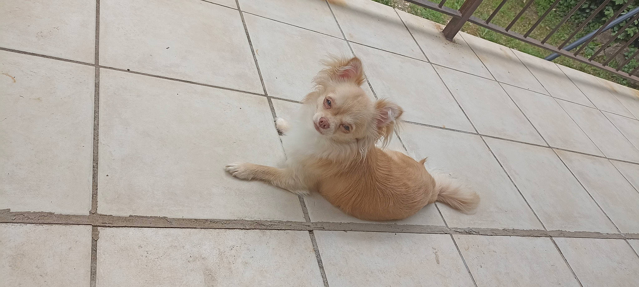 Emory a rejoint le concours — aidez-le/la à gagner de superbes lots ! big_cats, canidae, carnivore, companion_dog, dog_breed, fawn, felidae, flooring, fur, human_leg, liver, paw, road_surface, small_to_medium_sized_cats, snout, sporting_group, tail, terrestrial_animal, whiskers, wood