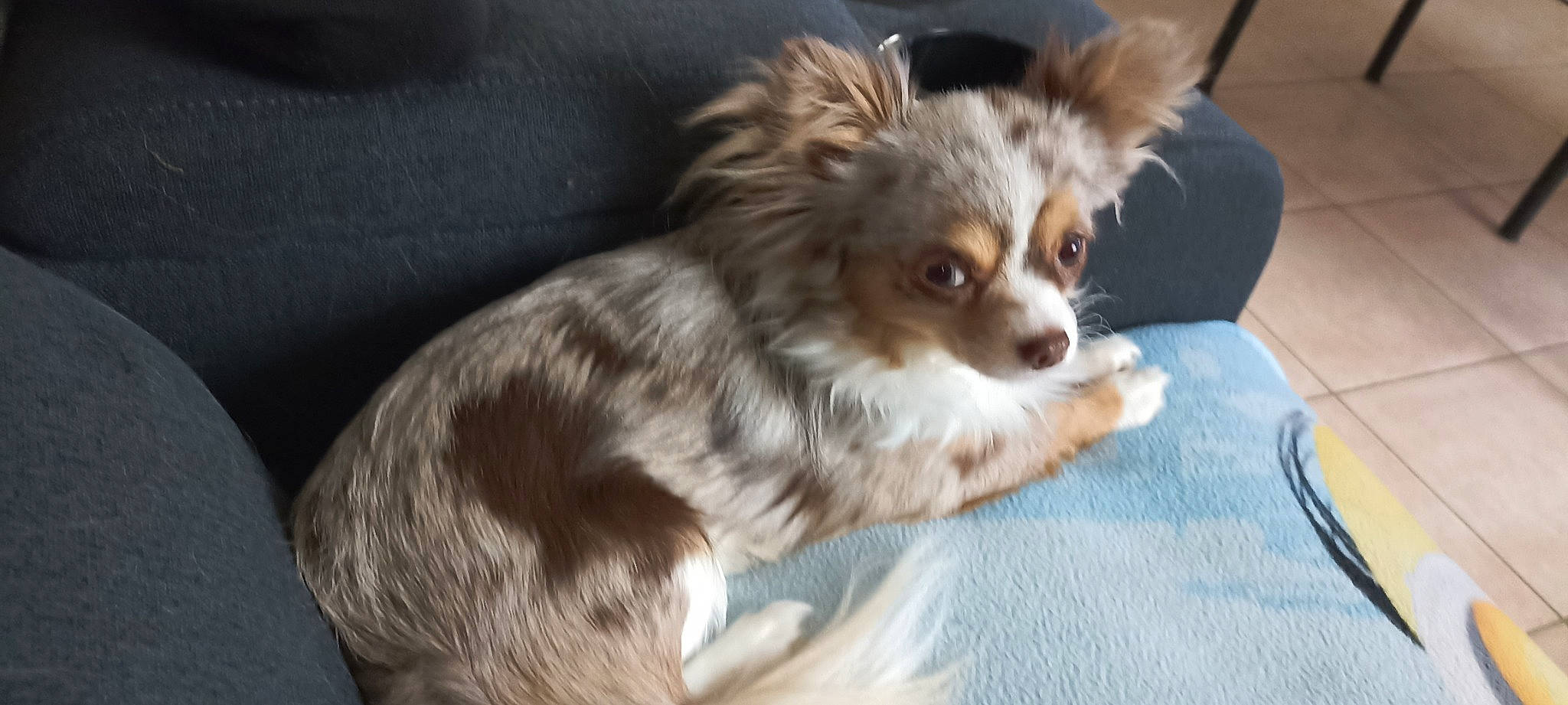 T'Choupi a rejoint le concours — aidez-le/la à gagner de superbes lots ! canidae, carnivore, companion_dog, corgi_chihuahua, dog, dog_breed, fawn, fur, german_spitz_klein, non_sporting_group, puppy, snout, sporting_group, terrestrial_animal, toy_dog, whiskers