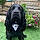 Winston