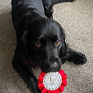 Winston joined the competition — help win amazing prizes! dog, black_dog, carpet, ribbon, award, 1st_place, pet, animal, indoor, cute, trophy, celebration, proud, paw, fur, brown_eyes, laying_down, pet_award, competition, victory